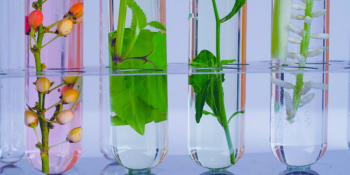 Últimos días para presentar proyectos al Encuentro de Redes de Biotecnología
