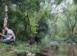 Preservar la selva es clave para salvar la fauna de Misiones