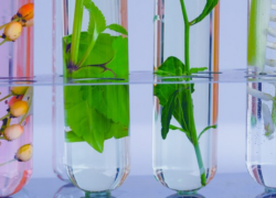 Últimos días para presentar proyectos al Encuentro de Redes de Biotecnología