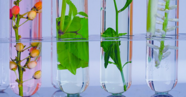 Últimos días para presentar proyectos al Encuentro de Redes de Biotecnología