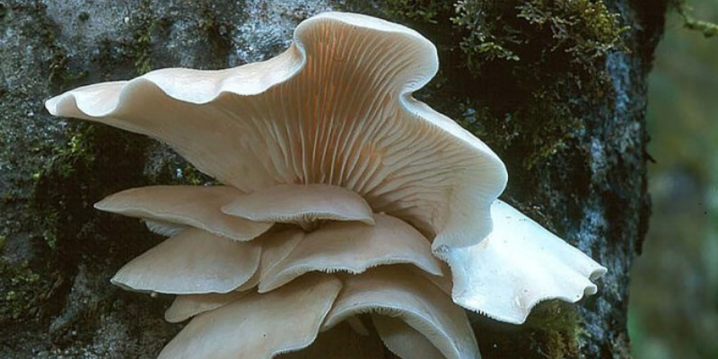 hongoostra