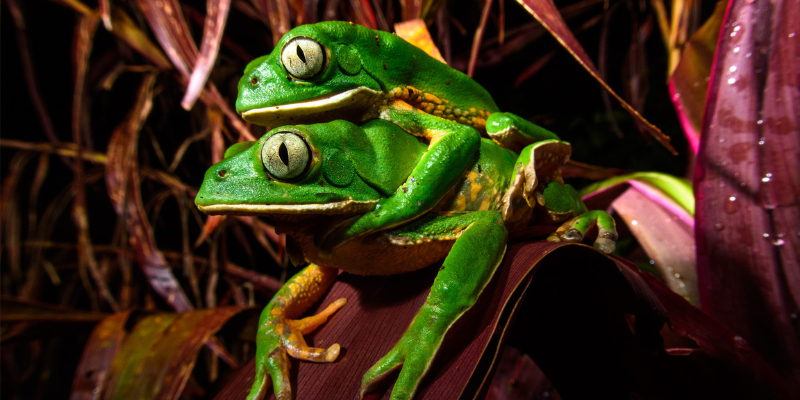 biodiversidad